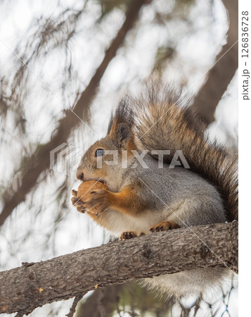 The squirrel with nut sits on tree in the winter or late autumn 126836728