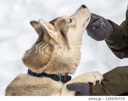Portrait of the Siberian Husky dog black and white colour with blue eyes in winter. 126836729