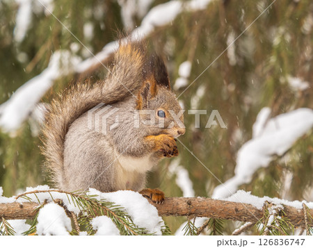 The squirrel with nut sits on tree in the winter or late autumn The squirrel with nut sits on tree in the winter or late autumn 126836747