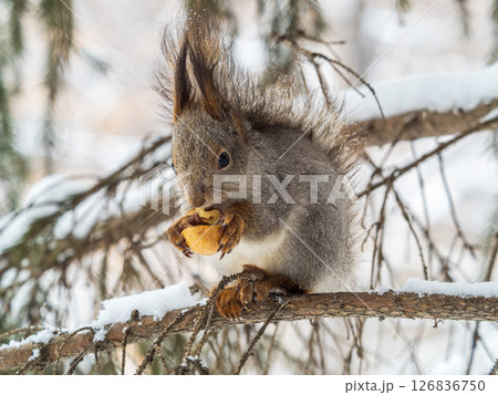 The squirrel with nut sits on tree in the winter or late autumn 126836750