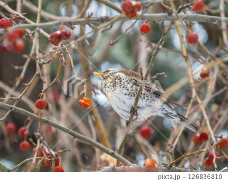 Fieldfare sitting on the bush and feeding on wild red apples in winter or early spring time. Fieldfare sitting on the bush and feeding on wild red apples in winter or early spring time. 126836810