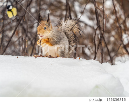 The squirrel in winter sits on white snow. The squirrel in winter sits on white snow. 126836816
