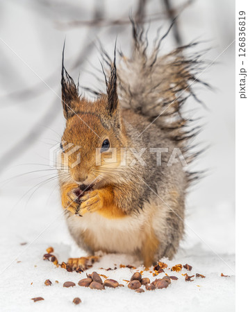 The squirrel in winter sits on white snow. The squirrel in winter sits on white snow. 126836819