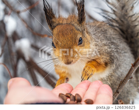 Squirrel eats nuts from a man's hand. Caring for animals in winter or autumn. Squirrel eats nuts from a man's hand. Caring for animals in winter or autumn. 126836825