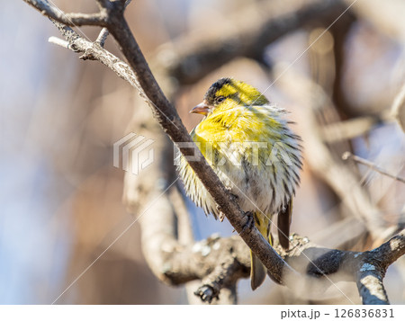 Eurasian siskin male, latin name spinus spinus, sitting on branch of tree. Cute little yellow songbird. Eurasian siskin male, latin name spinus spinus, sitting on branch of tree. Cute little yellow songbird. 126836831