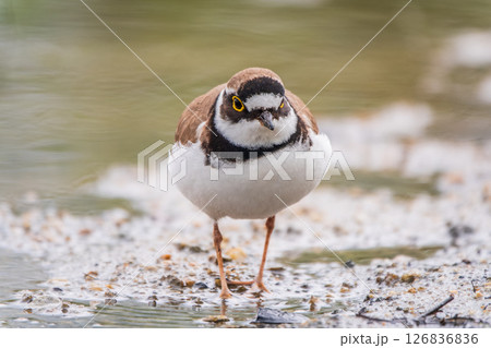 Little ringed plover (Charadrius dubius), bird standing on the lake shore 126836836