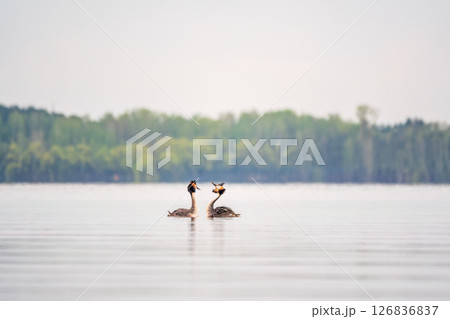 Mating games of two water birds Great Crested Grebes. Two waterfowl birds Great Crested Grebes swim in the lake with heart shaped silhouette Mating games of two water birds Great Crested Grebes. Two waterfowl birds Great Crested Grebes swim in the lake with heart shaped silhouette 126836837