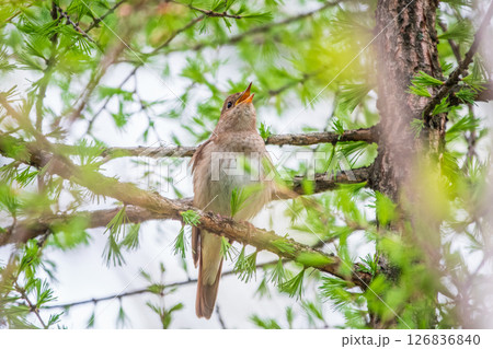 Thrush Nightingale, Luscinia luscinia. A bird sits on a tree branch and sings 126836840