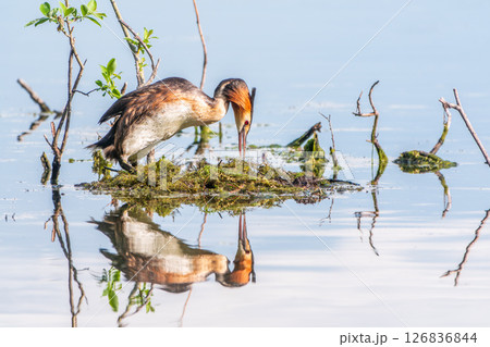 Great Crested Grebe, Podiceps cristatus, water bird sitting on the nest, nesting time on the green lake Great Crested Grebe, Podiceps cristatus, water bird sitting on the nest, nesting time on the green lake 126836844
