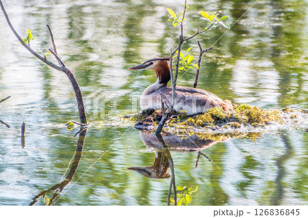 Great Crested Grebe, Podiceps cristatus, water bird sitting on the nest, nesting time on the green lake Great Crested Grebe, Podiceps cristatus, water bird sitting on the nest, nesting time on the green lake 126836845