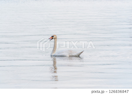 Graceful white Swan swimming in the lake, swans in the wild. Portrait of a white swan swimming on a lake. Graceful white Swan swimming in the lake, swans in the wild. Portrait of a white swan swimming on a lake. 126836847