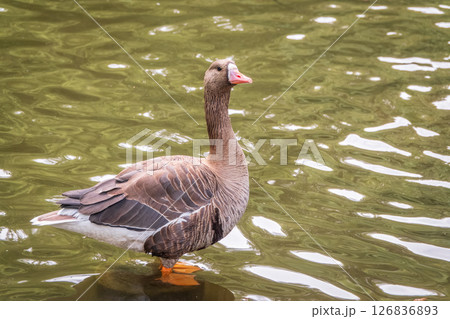 Greater White-fronted Goose (Anser albifrons) standing on the green shore of the pond. 126836893