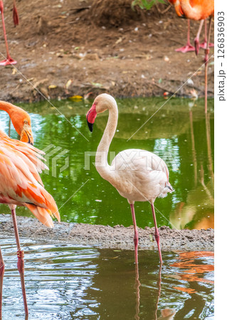 The greater flamingo, Phoenicopterus roseus, standing in water on lake shore. 126836903