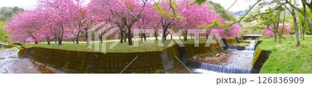 マキノ高原千本桜/満開の八重桜群と新緑/滋賀県高島市マキノ町/琵琶湖国定公園 126836909