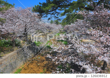 夙川公園の桜並木/夙川河川敷緑地/兵庫県西宮市/日本のさくら名所百選/苦楽園 夙川公園の桜並木/夙川河川敷緑地/兵庫県西宮市/日本のさくら名所百選/苦楽園 126836912