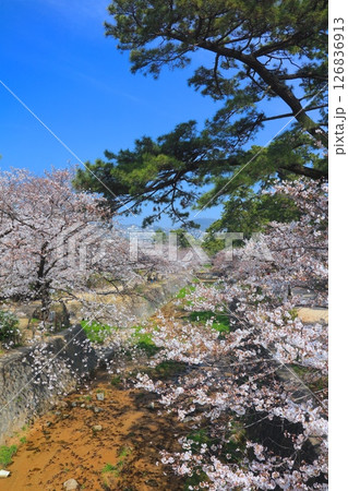 夙川公園の桜並木/夙川河川敷緑地/兵庫県西宮市/日本のさくら名所百選/苦楽園 126836913