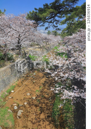 夙川公園の桜並木/夙川河川敷緑地/兵庫県西宮市/日本のさくら名所百選/苦楽園 126836914