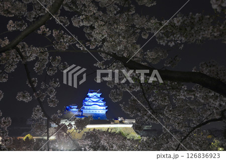 姫路城と夜桜（三の丸広場より）/姫路城十景/世界文化遺産/国宝/日本のさくら名所百選 126836923