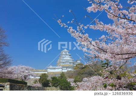 姫路城と満開の桜（姫路市立美術館付近より）/姫路城十景/世界文化遺産/国宝/日本のさくら名所百選 126836930