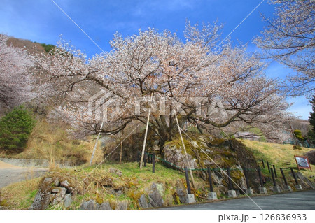 生野高原の狗鷲桜（いぬわしざくら）/樹齢数百年の山桜の巨樹/景観形成重要樹木 126836933