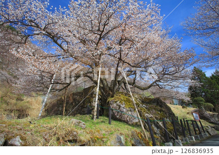 生野高原の狗鷲桜（いぬわしざくら）/樹齢数百年の山桜の巨樹/景観形成重要樹木 126836935