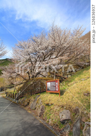 生野高原の狗鷲桜（いぬわしざくら）/樹齢数百年の山桜の巨樹/景観形成重要樹木 126836937