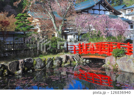 高野山の春景色、弁天公園の八重紅しだれ桜/世界文化遺産/平成百景 126836940