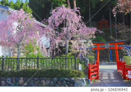 高野山の春景色、弁天公園の八重紅しだれ桜/世界文化遺産/平成百景 126836942
