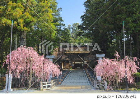 金剛峯寺(こんごうぶじ)の八重紅しだれ桜/世界文化遺産/平成百景 金剛峯寺(こんごうぶじ)の八重紅しだれ桜/世界文化遺産/平成百景 126836943