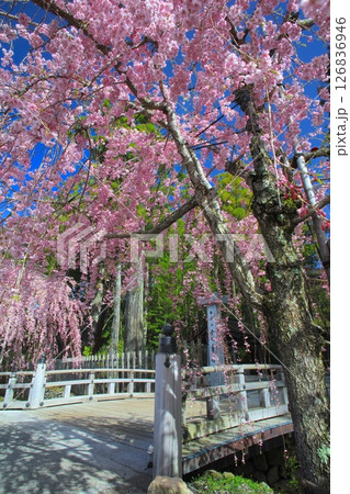 金剛峯寺（こんごうぶじ）の八重紅しだれ桜/世界文化遺産/平成百景 126836946