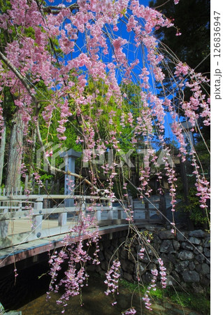 金剛峯寺(こんごうぶじ)の八重紅しだれ桜/世界文化遺産/平成百景 金剛峯寺(こんごうぶじ)の八重紅しだれ桜/世界文化遺産/平成百景 126836947