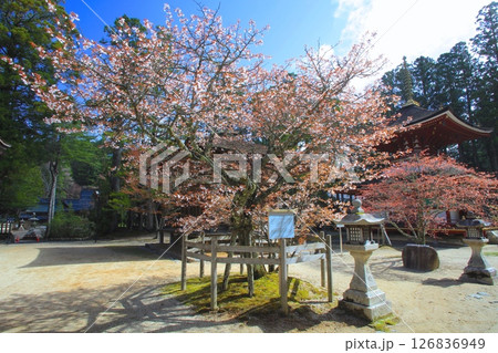 高野山の春景色、壇上伽藍・三昧堂、東塔と西行桜（ヤマザクラ）/世界文化遺産/平成百景 126836949
