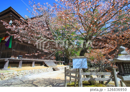 高野山の春景色、壇上伽藍・大会堂、三昧堂と西行桜（ヤマザクラ）/世界文化遺産/平成百景 126836950