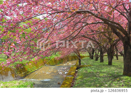 マキノ高原千本桜/満開の八重桜群と新緑/琵琶湖国定公園 126836955