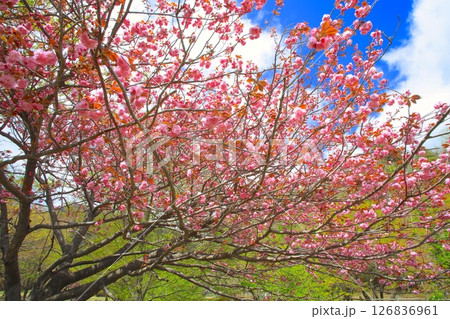 マキノ高原千本桜/満開の八重桜群と新緑/琵琶湖国定公園 126836961