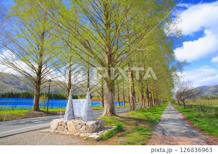 マキノ高原のメタセコイア並木(新緑、芽吹きの季節）/新・日本の街路樹百景/琵琶湖国定公園 126836963