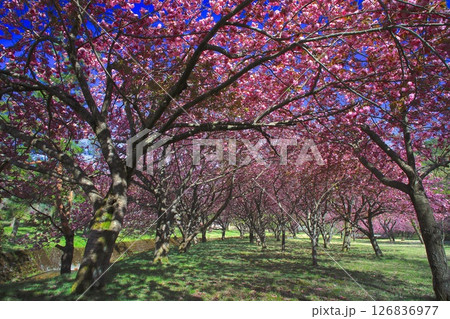 マキノ高原千本桜/満開の八重桜群と新緑/琵琶湖国定公園 126836977
