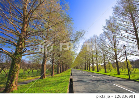 マキノ高原のメタセコイア並木(新緑、芽吹きの季節)/新・日本の街路樹百景/琵琶湖国定公園 マキノ高原のメタセコイア並木(新緑、芽吹きの季節)/新・日本の街路樹百景/琵琶湖国定公園 126836981