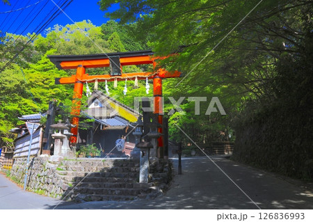 京都・嵯峨鳥居本の町並みと一之鳥居（新緑の季節）/重要伝統的建造物群保存地区 126836993