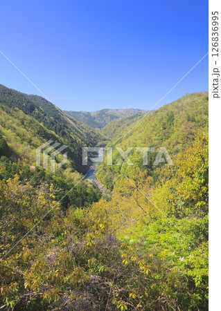 新緑香る保津峡、清滝川を展望（六丁峠より） 126836995