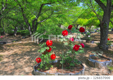 姫路城、千姫ぼたん園/世界文化遺産/国宝/日本のさくら名所百選/平成百景/日本100名城 126837000