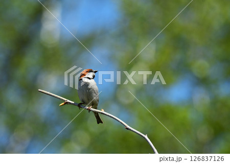 枝の上で振り返るニュウナイスズメ 126837126