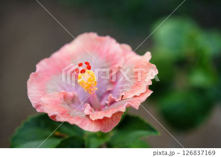柔らかな色合いのハイビスカス 柔らかな色合いのハイビスカス 126837169
