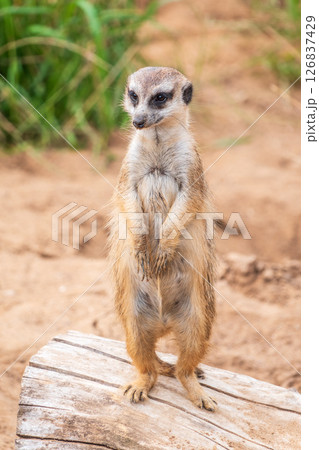 Meerkat, Suricata suricatta, on hind legs. Portrait of meerkat standing on hind legs with alert expression. Portrait of a funny meerkat sitting on its hind legs. Meerkat, Suricata suricatta, on hind legs. Portrait of meerkat standing on hind legs with alert expression. Portrait of a funny meerkat sitting on its hind legs. 126837429