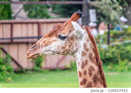 Close-up giraffe head on green leaves background Close-up giraffe head on green leaves background 126837432