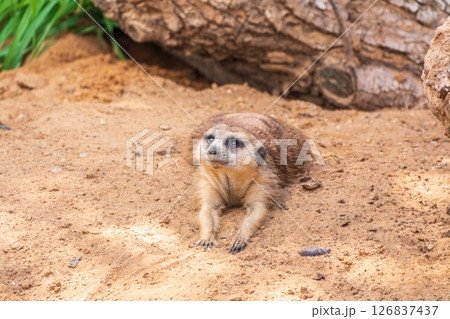 Meerkat suricatta family wildlife picture. 126837437