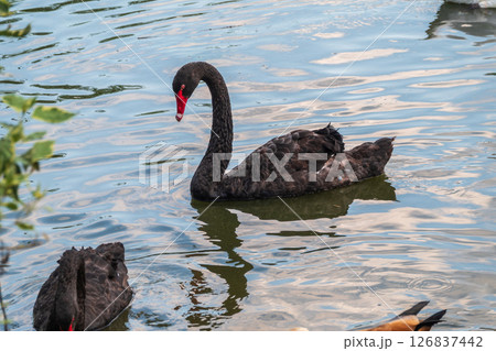 A graceful black swan with a red beak is swimming on a lake with dark green water. Cygnus atratus 126837442