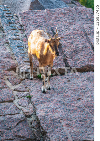 Markhor female on the rock. Latin name - Capra falconeri. Wild goat native to Central Asia, Karakoram and the Himalayas 126837455