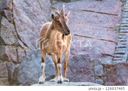 Markhor female on the rock. Latin name - Capra falconeri. Wild goat native to Central Asia, Karakoram and the Himalayas Markhor female on the rock. Latin name - Capra falconeri. Wild goat native to Central Asia, Karakoram and the Himalayas 126837465