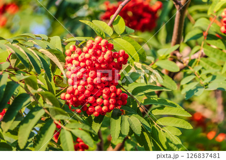 Autumn bright red rowan berries with leaves 126837481